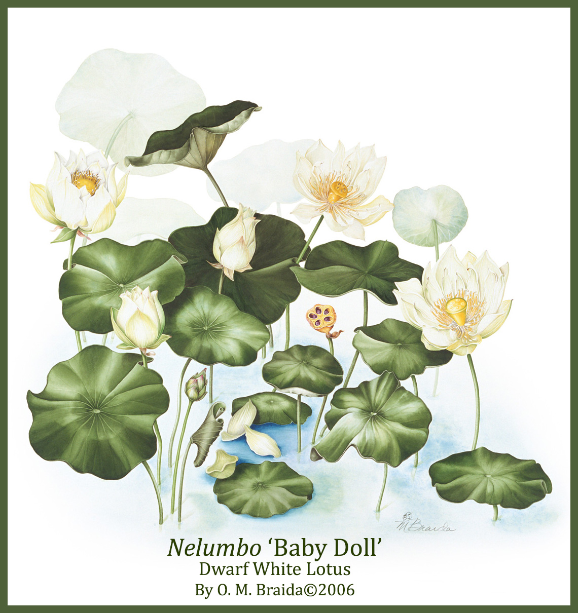 Olivia Braida-Chiusano